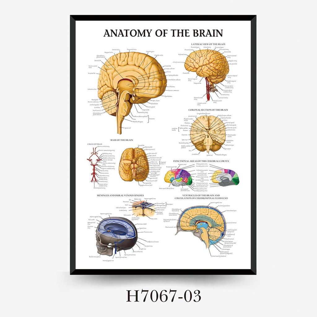Human Tissue Structure Muscle Gym Medical Education Decorative Canvas Painting Poster Wall Art for Home Decor
