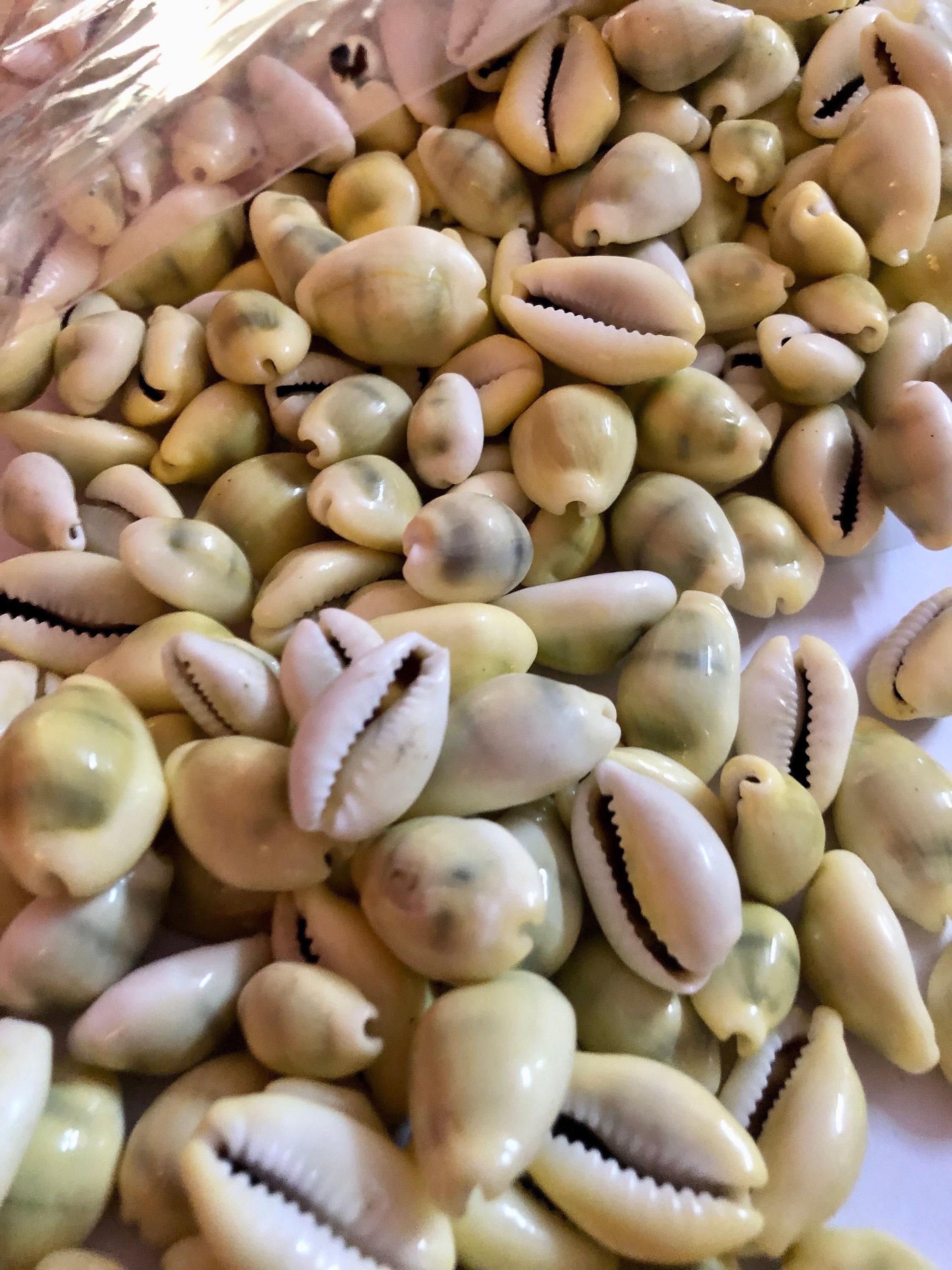 Yellow Cowrie Shells for Lakshmi Puja, Hindu Rituals (11-108 PC) 51 Pc
