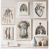 Nordic Canvas Print Education Painting Modern Decor Human Anatomy Artwork Medical Wall Picture Muscle Skeleton Vintage Poster