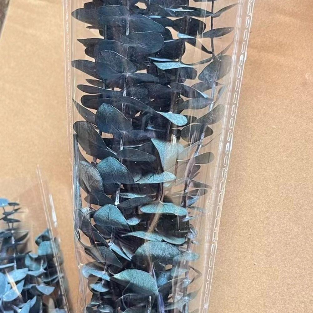 10 Pcs Real Leaves Hanging Dried Eucalyptus Large Preserved Eucalyptus Stems  Shower Hanging