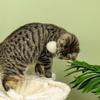 Cat Tree, with Scratching Posts, Hammock, Toy Ball - Beige