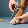Stainless Steel Round Tip Pet Grooming Scissors With Small Tip 5.0 Dog Accessories Online Shop Fast Shipping