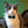 1pc Cute Cat Collar Small Puppy Cat Dog Collars Bow Kitten Collar Bowknot Necklace With Bell For Dog Cat Chihuahua Pet Supplies