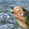Ready-Made Carp Fishing Hair Rigs, Double Hook Suspension Anti-Bottom Design, High Carbon Steel Fishing Hooks Fishing Accessories