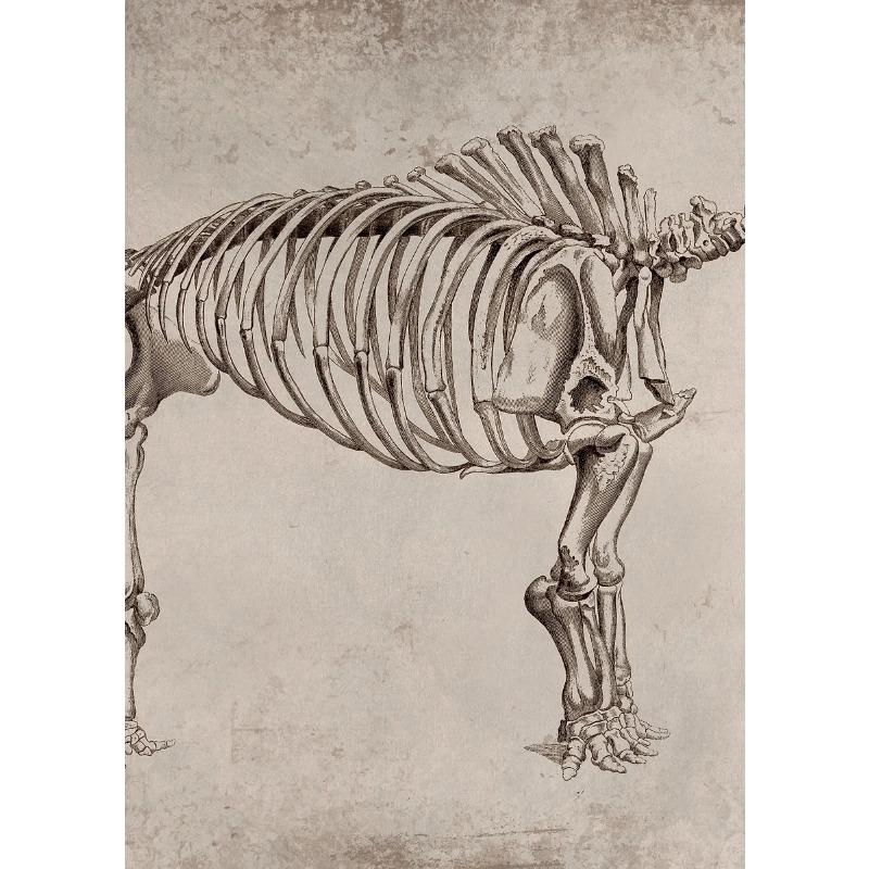 Classic Retro Mysterious Fossil Skeleton Dinosaur Art Poster Canvas Print Wall Art Pictures Living Room Bedroom Home Decoration