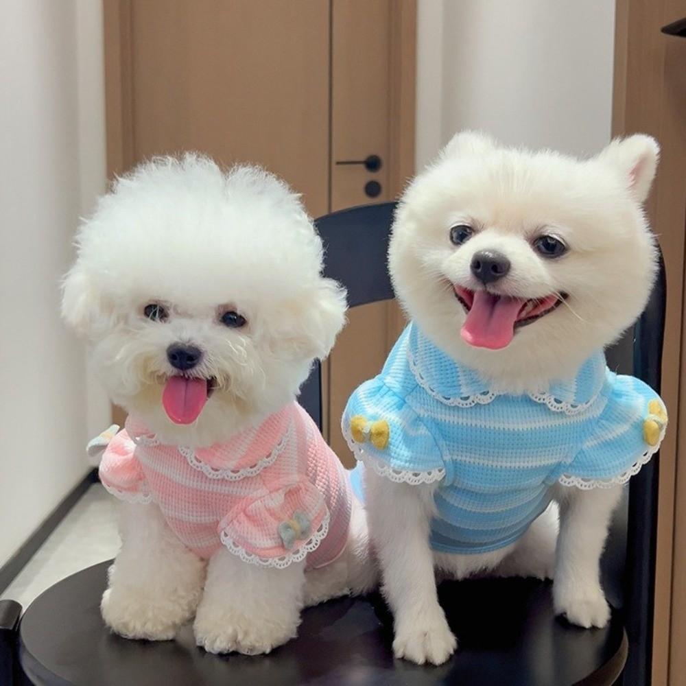 Ruffle Sleeves Dog Lace Knit Vest Stripe Design Pet Hoodie Lightweight Dog T-Shirt Photography