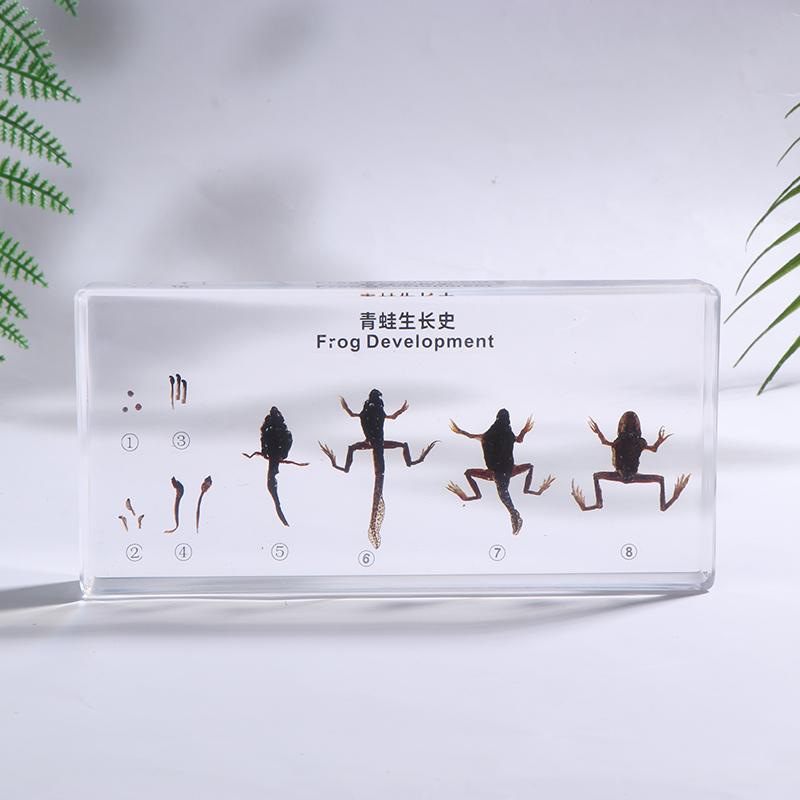 Lifecycle Of Frog/Silkworm/Leaf Butterfly Development Paperweight Specimens In Clear Resin For Science Education