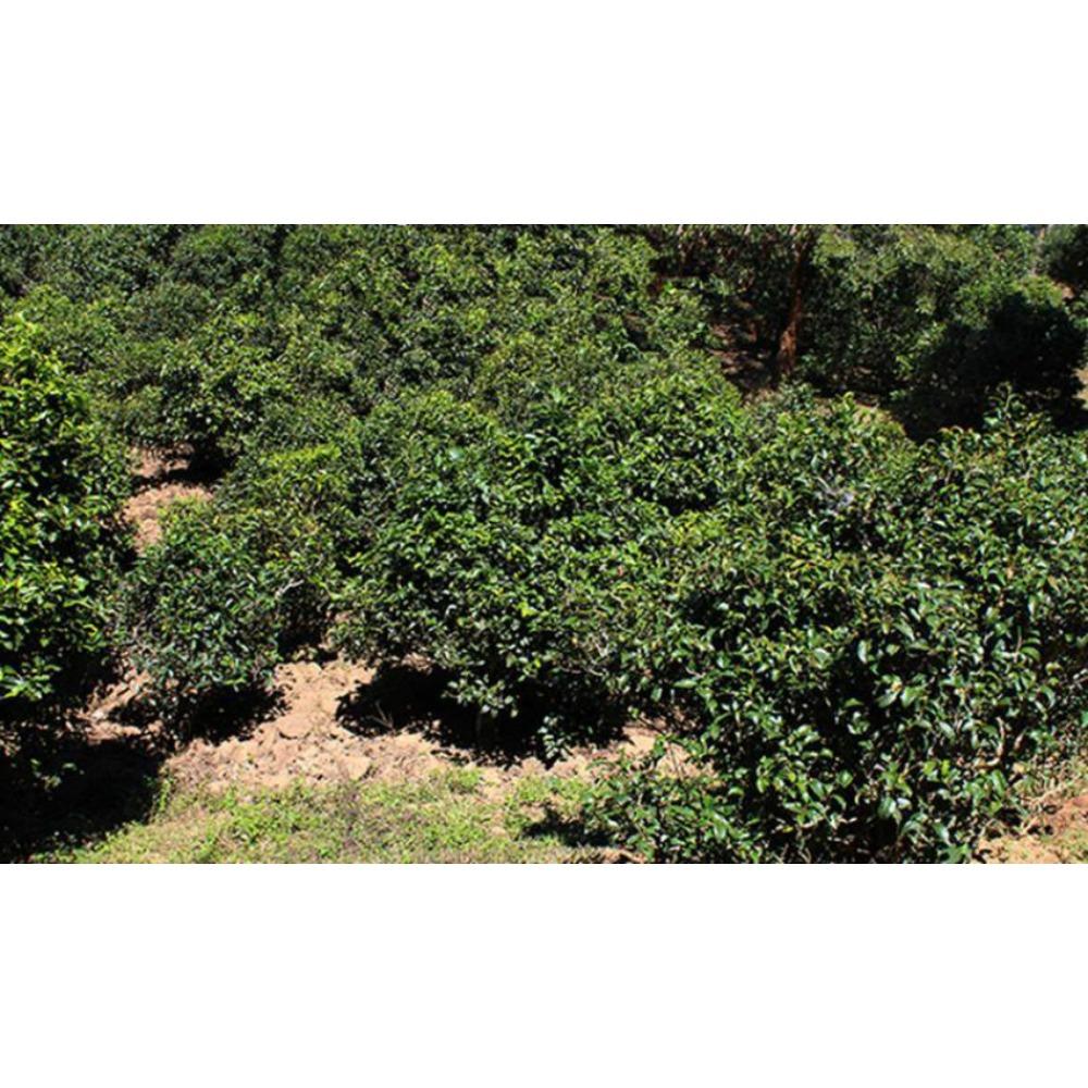 50g Natural Puer Shu Tea Ripe Pu-erh Slimming Black Loose Leaves