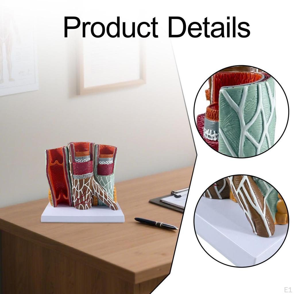 Human Blood Vessel Model, Anatomy Display Educational Lightweight with Base Scientific for Studying