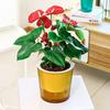 Vaso de Flores Autoirrigável Plástico Listrado com Cordas de Pavio Reservatório de Água Vaso para Plantas de Interior para Mesa Escritório Decoração de Casa