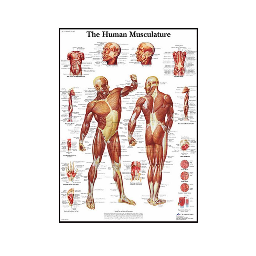 

Человеческая скелетная мышечная структура, ткань, настенное искусство, постер для классной комнаты, украшение для дома, холст, живопись, фрески, фотографии, печать, произведение искусства 21x30cm No Frame