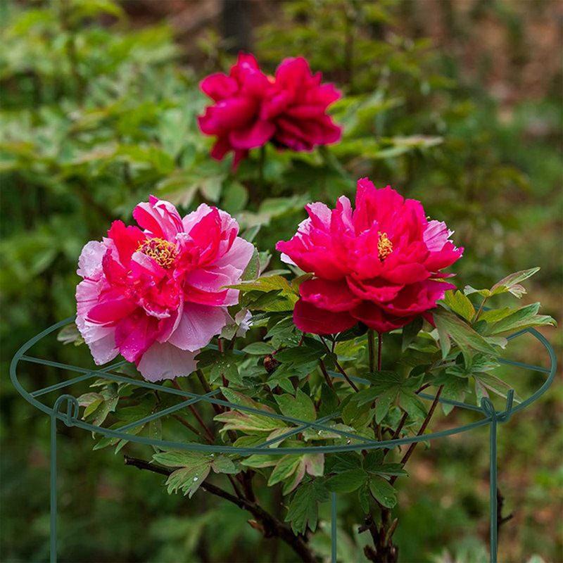 Plant Support Stakes Peony Cages Rings 4pcs Metal Frame Flower Rings Upright Flower Protection Gardening Supplies for indoor
