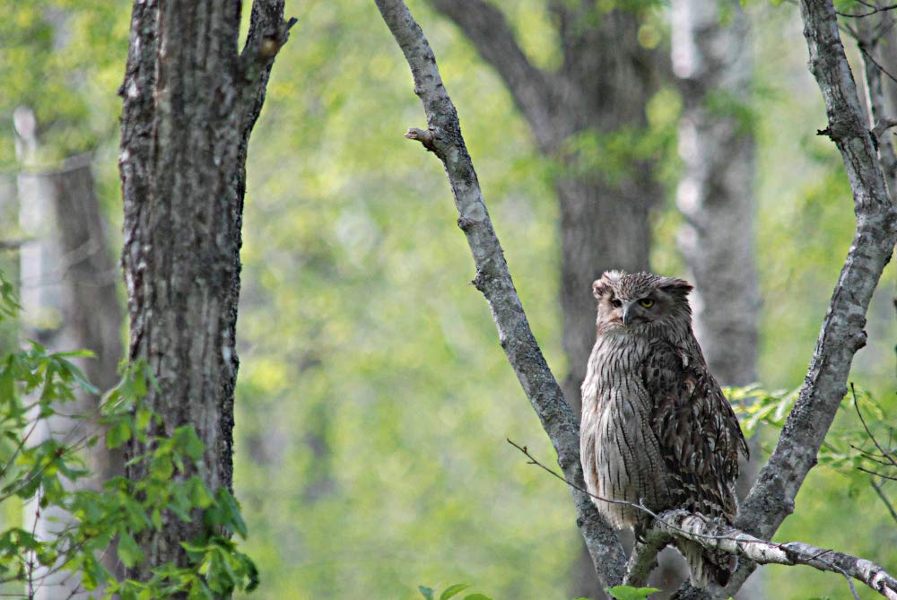 RHYTHM Analog Wall Clock with Continuous Second Hand and with the Wild Bird Society of 8MN408SR06 Radio-Controlled Melody, Co-Developed Japan, Brown,