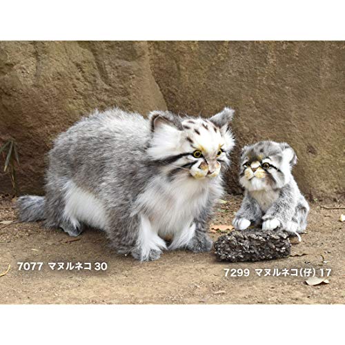 BH7077 HANSA Pallas's Cat 30