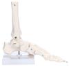 picoLab Foot Skeleton Model, Foot Bone Model, Foot Bone Model, Toes, Left Foot