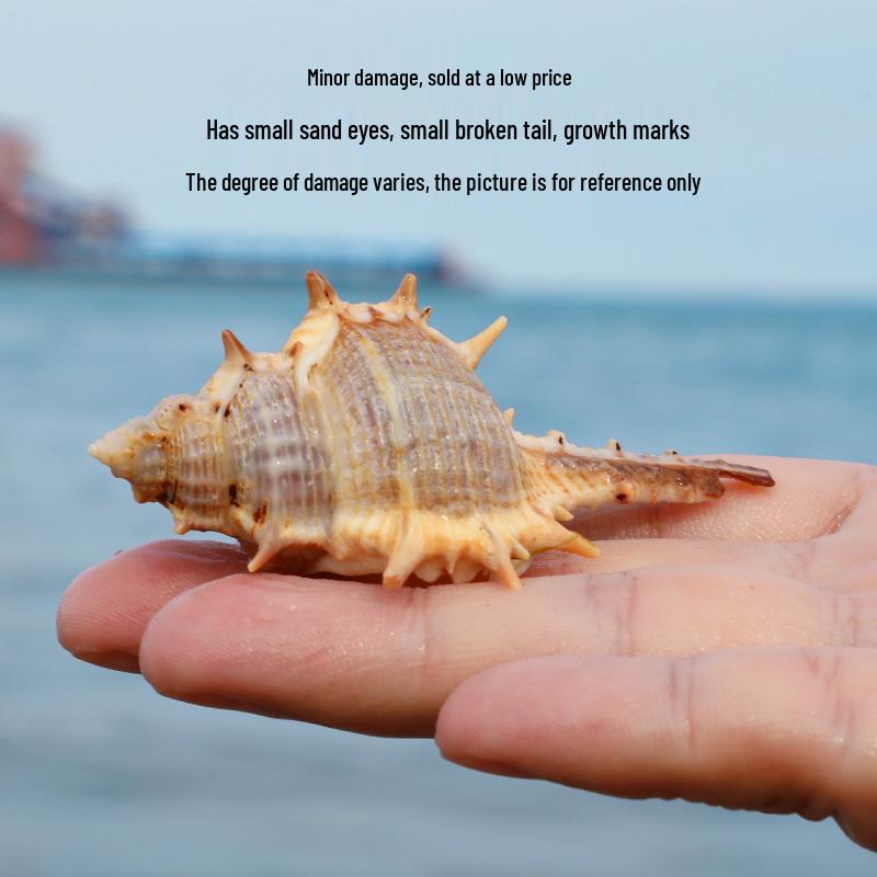 

Witch Bone Snail Seashell Aquarium Decor - Handmade Drift Bottle Micro Landscape