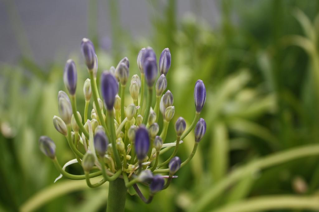 SAFLAX Africká lilie - 50 semen - Agapanthus orientalis