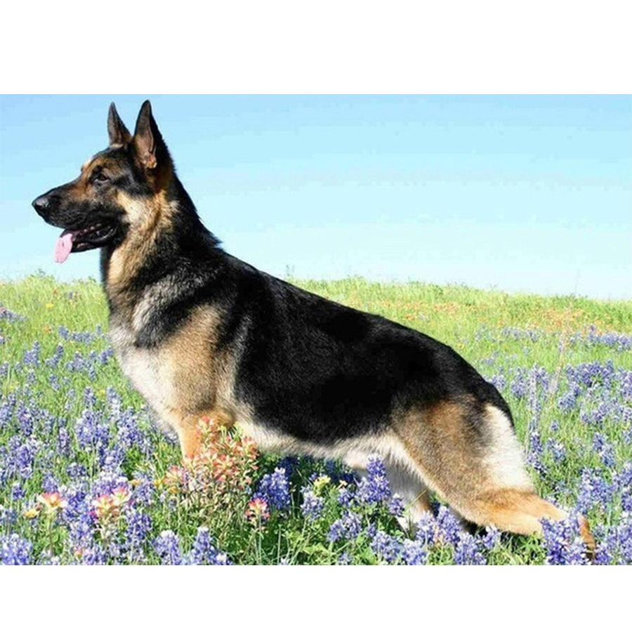 5D DIY Diamond Painting Kit Cute Dog Pictures of Rhinestones Diamond Embroidery Paul Mosaic Animal Home Decor