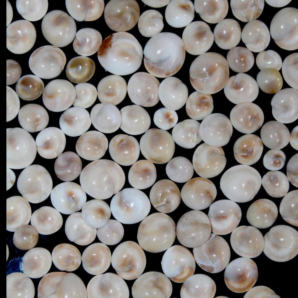 Crystal Mineral | Gemstone Jewelry | Shiva Eye | Shiva Eye Gemstone | Shiva Eye Cabochon | Shiva Eye Jewelry | Shiva Eye Ring | Wholesale