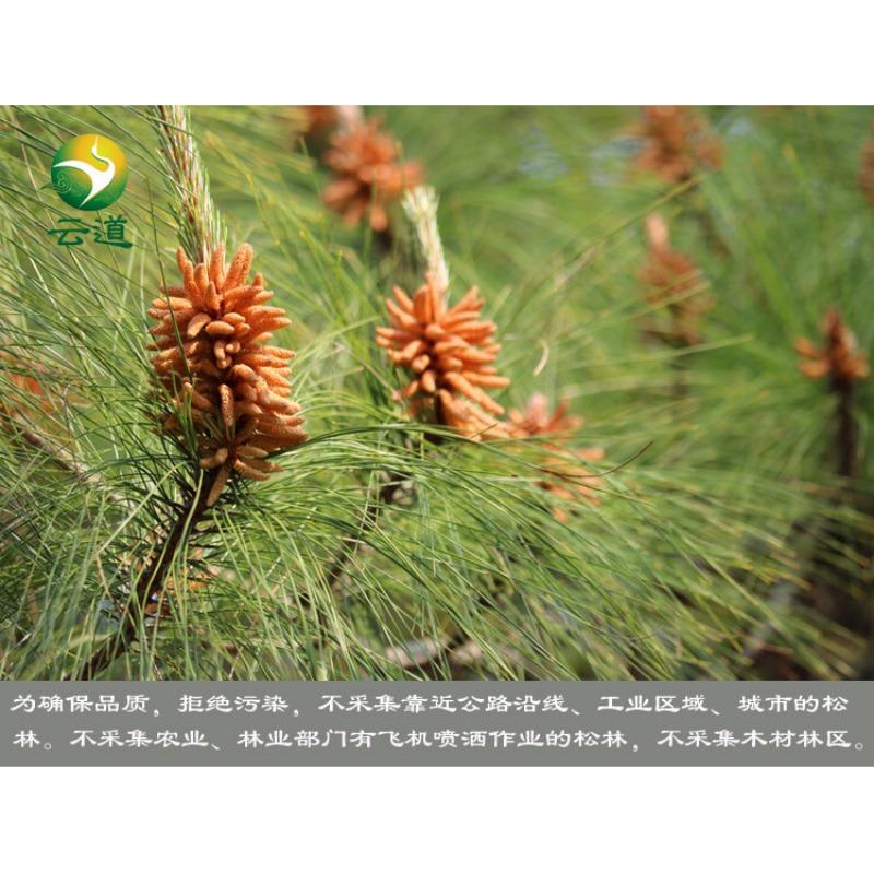 Yunnan Organic Pine Pollen Powder 99% Broken Cracked Cell Wall (wild Harvested)