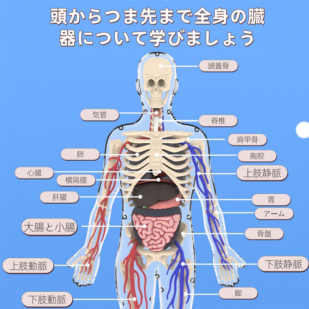UKYCEORA Whole Body Vascular Model Human Anatomy Model Educational Skeleton Model 32cm with Removable Parts Fully Transparent Educational Toy for Boys