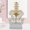 Human Pelvis Skeleton Model with Vertebrae Teaching Tools 5 Parts Assembled Children Educational Toy
