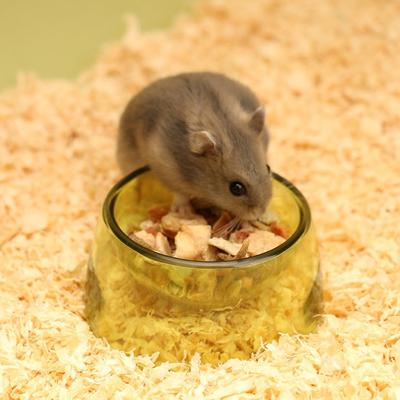 New Plastic Hamster Water Bowl Bite Resistant Non-slip Hamster Food Basin Transparent Pet Feeding Bowl Home