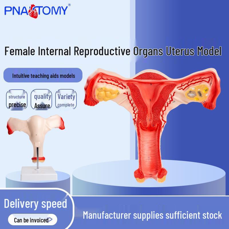 Gynecology Uterus Anatomy Teaching Model - Female Reproductive Structure 15x11x20 cm