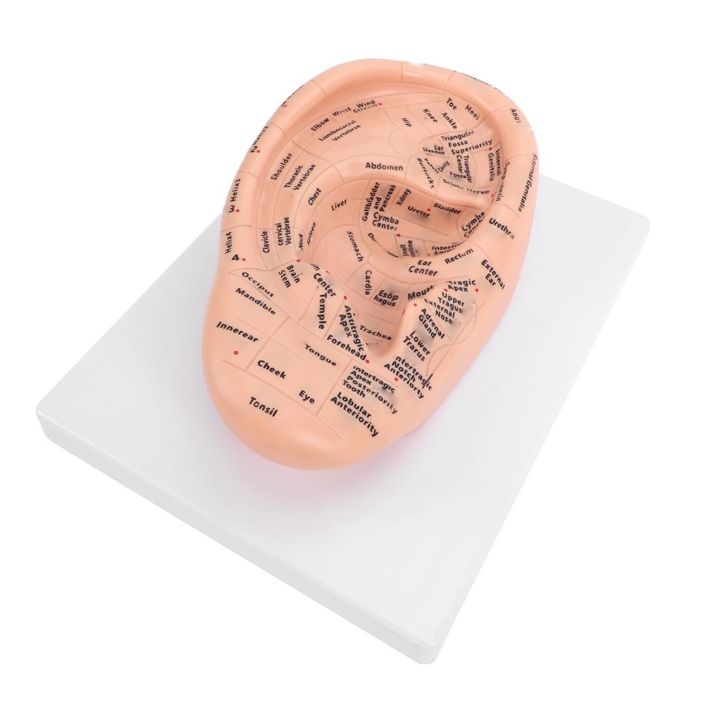 22cm Ohr-Akupunktur-Modell mit klaren Akupunkturpunkten PVC-Ohr-Modell für den Schul- und Laborunterricht