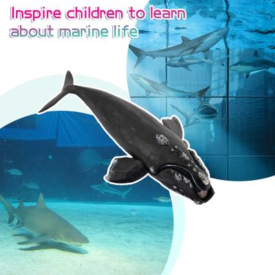 Right Whale Figurine Realistic Whale Model Sculpture Desktop Decoration Ornament Kids Educational Ocean Animal Toy Toddlers Boys Girls Gift