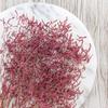Zatrwian Szerokolistny Essiccato - Limonium Latifolium - Colorato - Rosa