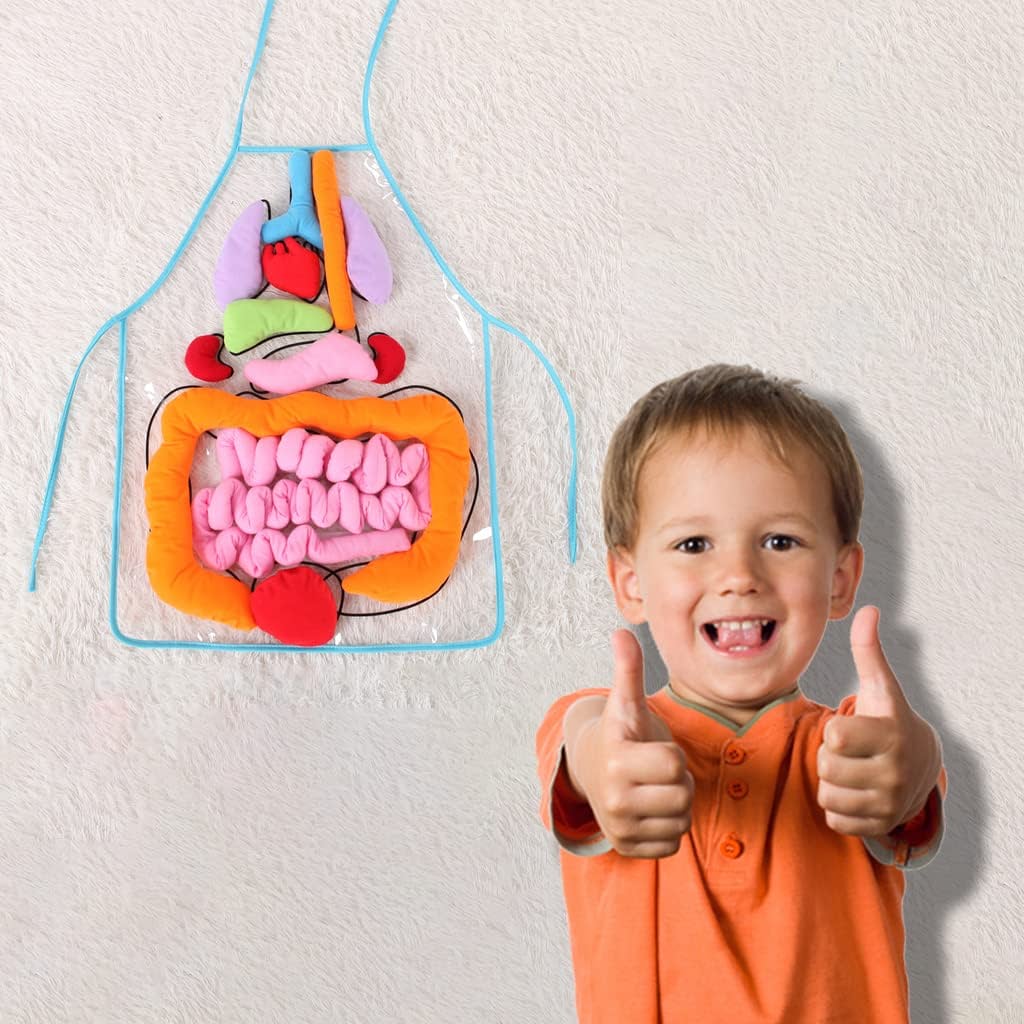 3D Organ Apron,  Anatomy Apron Human Body Organs Awareness Educational Toy for Home Preschool Teaching Aid