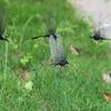 Outdoor Mosquito Repellent Simulation Stick Dragonfly Rope Dragonfly Repellent Artifact Dragonfly Stakes Yard Plant Lawn Decor
