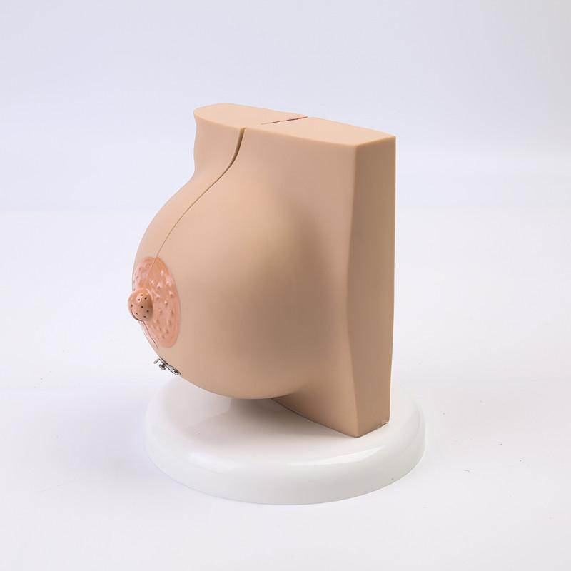 Breast Feeding Model for Nursing Training Teaching Aid Classroom Props