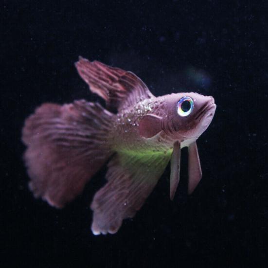 Luminous Glowing Floating Simulation Clownfish Fighting Fish Aquarium Decor