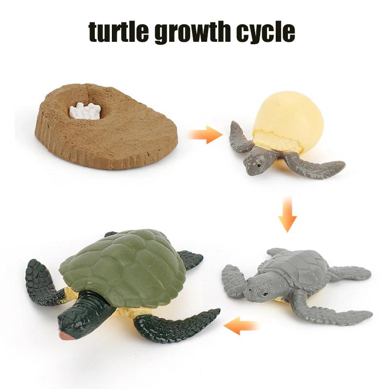 Animal Life Cycle Board Children Toys Montessori Teaching Aids Plant Animal Growth Cycle Model Set Preschool Cognitive Toys