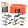 COLORATA 3D Fish Encyclopedia Shark Series Figure 12 Types Educational Toy with Explanation Book and Stand Realistic Food Sanitation Law Compliant Box