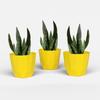 8 INCH PACK OF 03 – yellow
