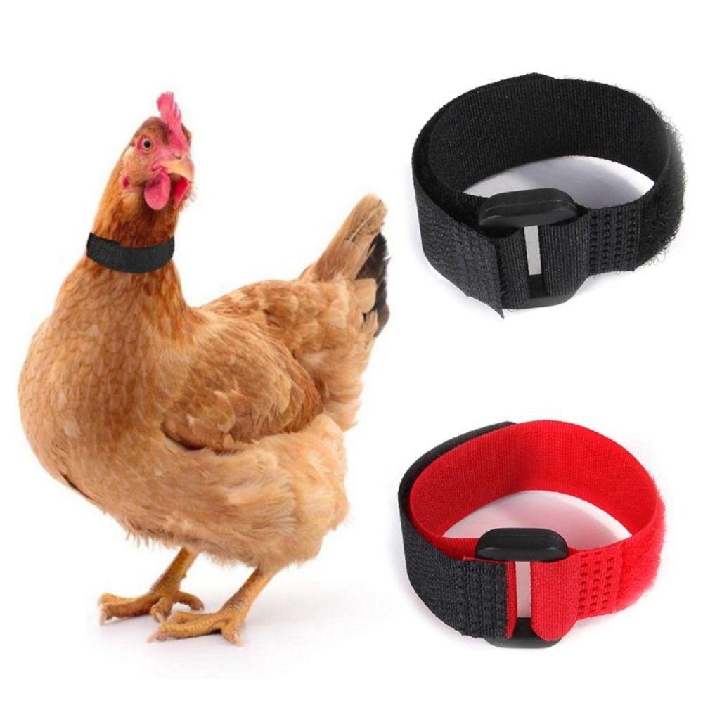 Supplies Poultry Neck Noise Free Neckband Collars Chicken Collar Anti-Hook No Crow Rooster Collar