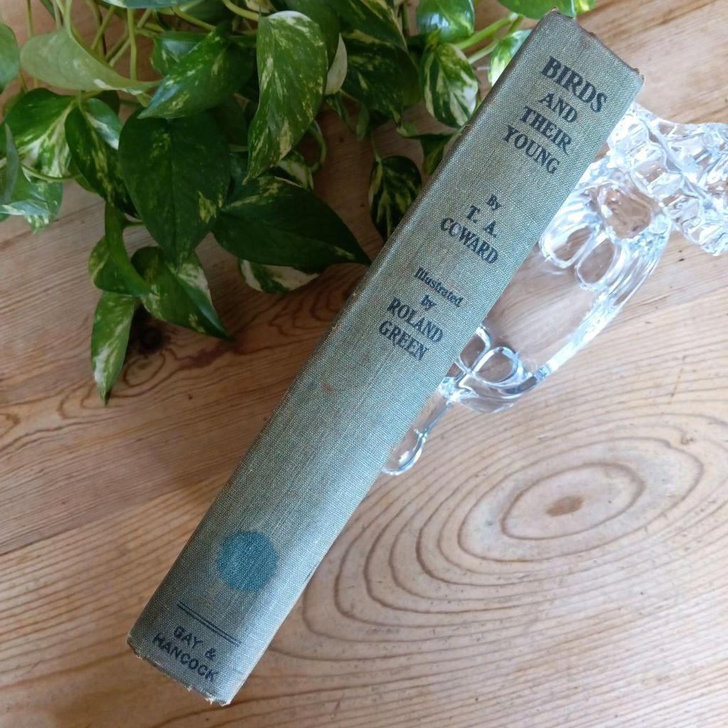 [USED] Western book, old book, first edition 1923, rare, beautiful bird encyclopedia, antique, historic encyclopedia, art book