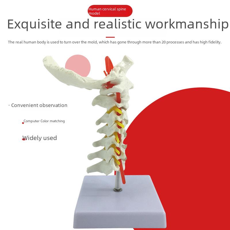 

Cervical Spine Model with Carotid Artery, Nerves, and Intervertebral Discs . .