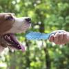Durable Dog Chew Toy Stick Soft Rubber Toothbrush with Tooth Cleaning Points And Massage Features for Pet Oral Care