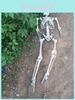 54ft Full Body Skeleton Props Movable Joints Haunted House Decoration Halloween