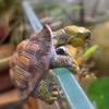 Cute Simulation Turtle Hanging Pot 3-sided Small Turtle Ornament Cartoon Climbing Turtle Home Flower Pot Aquarium Decoration