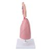 Respiratory System Model with Removable Heart Human Lung Anatomical Display for Students Study Teaching Tool