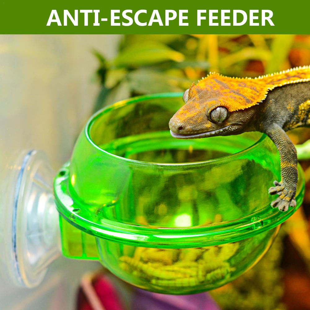 feeder lizards