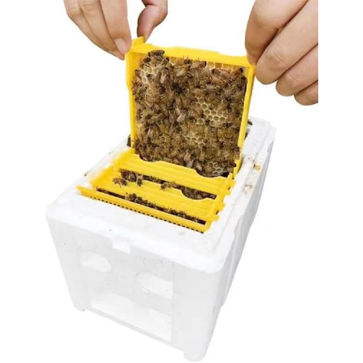 Queen bee breeding Box bee apidea mating nuc hive Queen Rearing nucs Mini bee Hives Beekeeping mating hive Box
