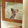 Powerful Leopard Balcony Glass Window Home Background Beautification Window Stickers