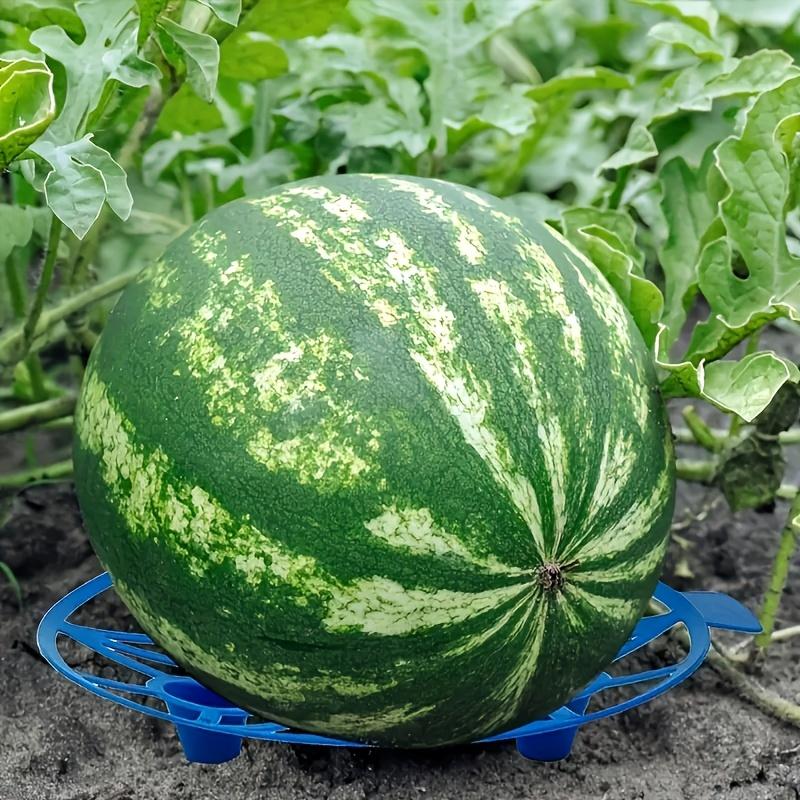 10/5Pcs Durable Blue Plastic Watermelon Support Trays - Anti-Rot, Sturdy Design For Garden & Farm Fruit Display, Ideal For Melon