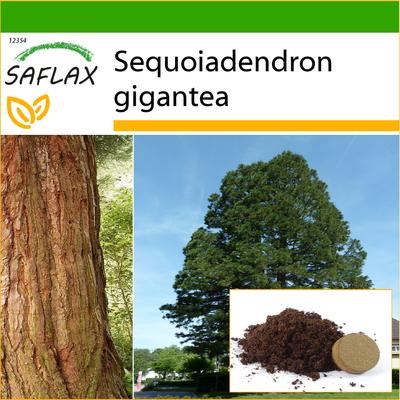 Kalifornischer Riesenmammutbaum – 50 Samen – Mit Blumenerde für eine bessere Kultivierung – Sequoiadendron gigantea